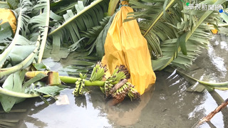 農委會：農損救助有疑義 會開專家小組會議處理