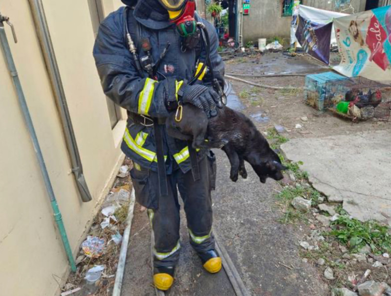 彰化民宅火警 消防隊員救出羊雞鴿兔狗15隻動物 | 華視新聞