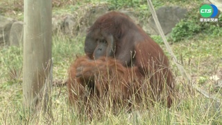 北市動物園紅毛猩猩母女團圓 可秀幫秀彩披毯子
