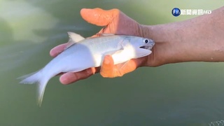 午仔魚輸中未獲准  嘉縣府助業者開發新通路