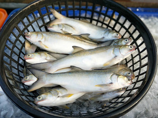 午仔魚輸中國未獲准  潘孟安：自立自強