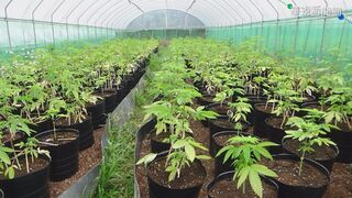 水電工網售自製大麻糕點  疑出貨慢遭檢舉被逮
