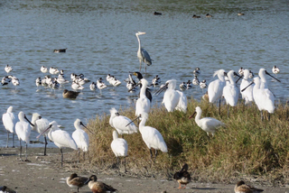 嘉義鰲鼓濕地保育有成  10日起辦展邀看自然律動