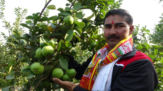 印度農民種台灣芭樂翻身：想親吻台灣土地