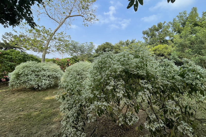 台南水道博物館白雪木盛開 純白美景迎遊客 | 華視新聞