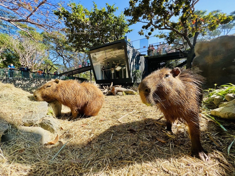 壽山動物園16日試營運  新動物水豚迷你驢將亮相 | 華視新聞