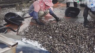 入冬首波寒流週末報到 農漁民著手防寒措施