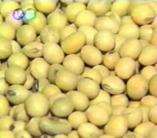 北部種大豆現契機  新品種金圓產量、蛋白質雙高