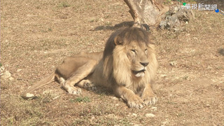 高雄壽山動物園試營運 例假日實施交通管制