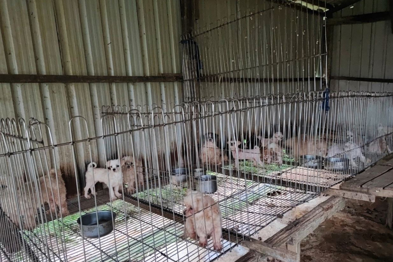 桃園動保處發現疑非法繁殖場  扣留犬隻提供照護