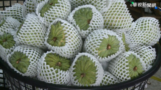 寒流來襲釋迦恐裂果 專家籲農友做好防寒