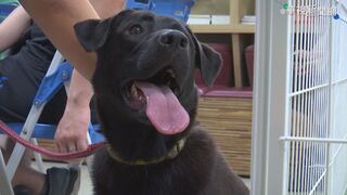 騷貓千歲團唱遊后里動物之家  盼為毛孩尋新家