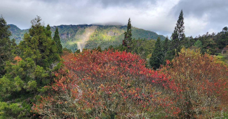 冷氣團發威週末阿里山染上豐富色彩 賞楓到跨年 | 華視新聞