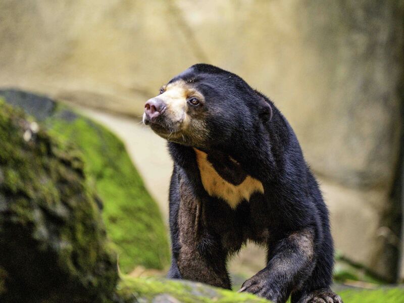 馬來熊常踱步 北市動物園豐富活動環境盼改善 | 華視新聞