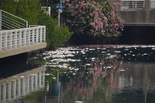 高雄幸福川漂死魚 經查水利局檢修排污水導致