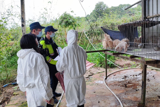 桃園動保處發現疑似非法繁殖場  扣留38隻品種犬