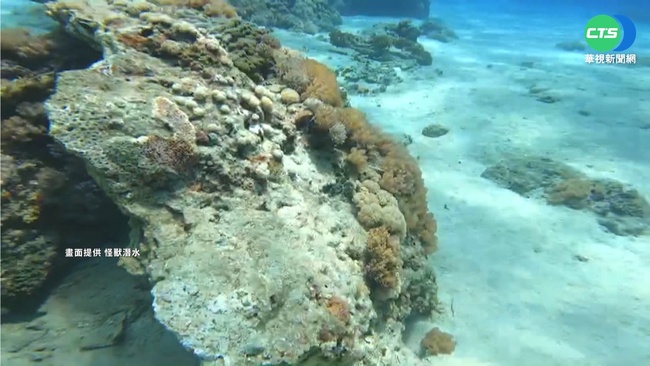 打破保護區迷思 中油永安接收站海底珊瑚達130種 | 華視新聞