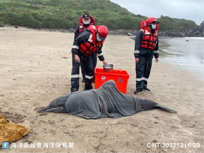 4隻海豚擱淺新北老梅 1死亡、其餘返回大海 | 華視新聞