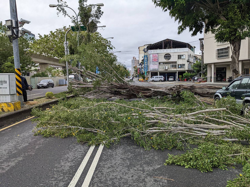 台中9米高路樹遭強風吹倒 建設局清除恢復通行 | 華視新聞