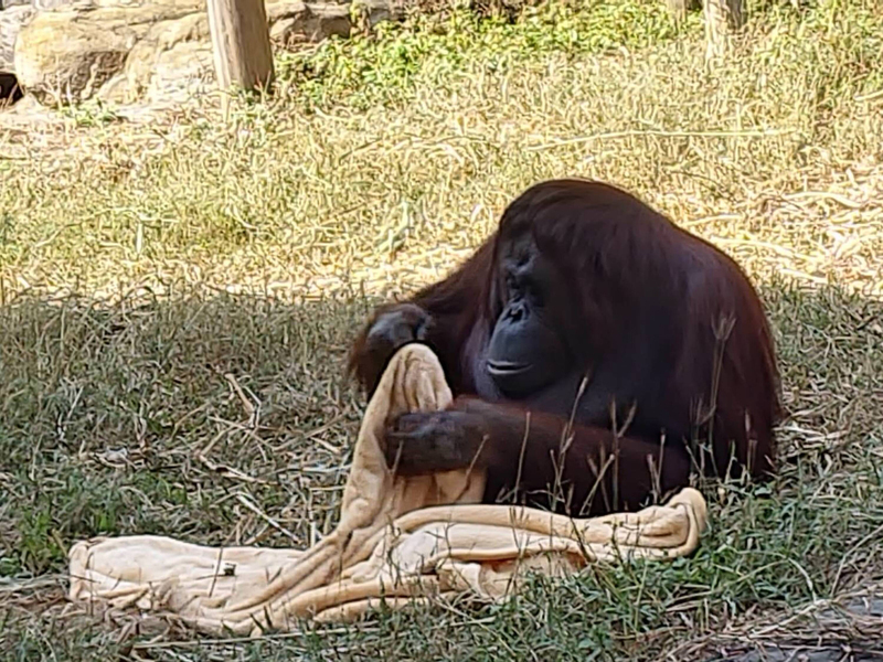 寒流來襲 高雄壽山動物園啟動保暖措施 | 華視新聞