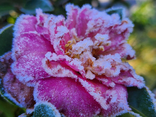 武陵農場地面、山茶花結霜 銀白世界美麗夢幻