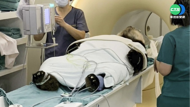 大貓熊團團病因出爐 原發性腦瘤致癲癇 | 華視新聞