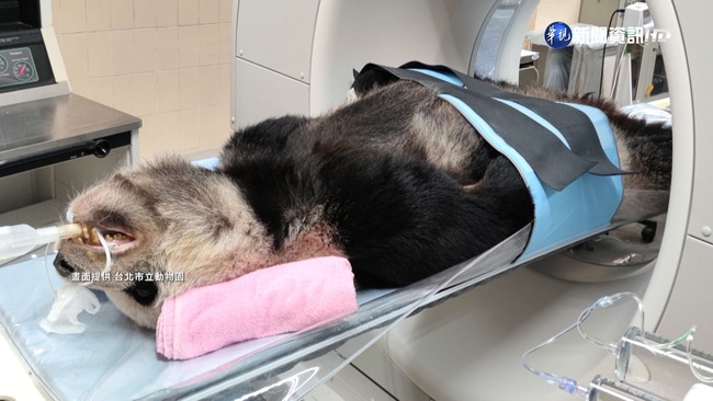 大貓熊團團病理解剖  因腦瘤去世腦部明顯萎縮 | 華視新聞
