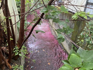 豐原八寶圳溝水染紅  中市府查紙類業者釀禍開罰