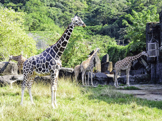 北市動物園大食蟻獸口袋莎難產 長頸鹿菊忠老死