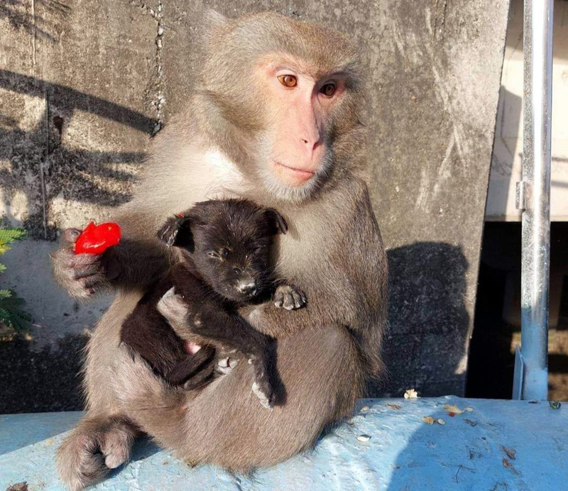 嘉縣遭棄養獼猴緊抱小狗當崽猴 居民憂幼犬安危通報 | 華視新聞