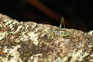 大雪山昆蟲生態調查  9種台灣新物種現蹤