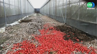 強烈大陸冷氣團南下 專家籲台東經濟作物做好防寒