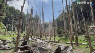 健全台灣原生樹木產業鏈  推廣媒合平台上線