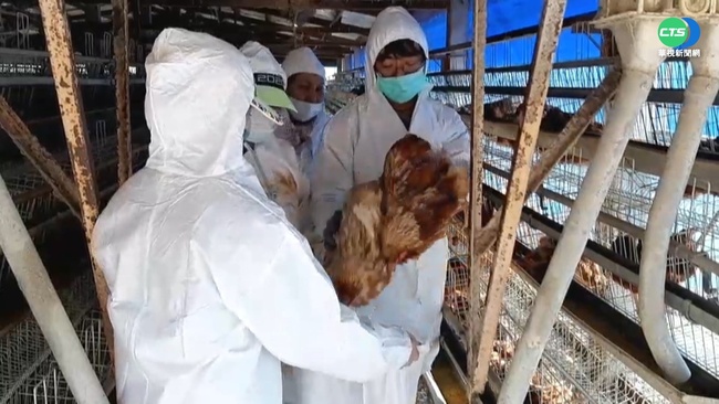 禽流感病毒襲彰化5禽場  共撲殺逾3萬隻雞鴨鵝 | 華視新聞