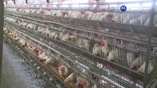 H5N1、H5N2禽流感來襲  彰化竹塘、埔心列危險區