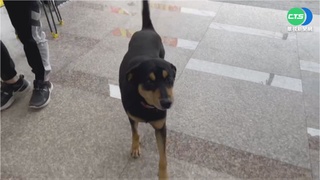 獨居老翁陳屍家中  部分遺體疑遭愛犬啃食