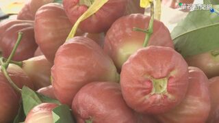 寒流農損3181萬元  屏東最嚴重、蓮霧最傷