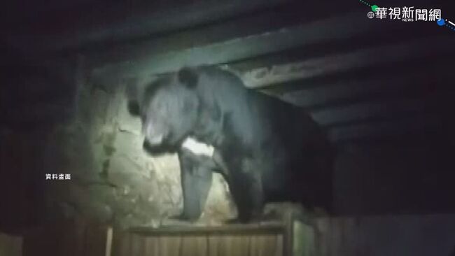 一隻台灣黑熊之死紀錄片  反思人熊理性相處 | 華視新聞