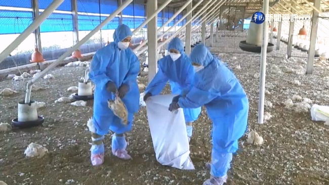 全球禽事告急 台南養禽場啟動禽流感預警監測 | 華視新聞