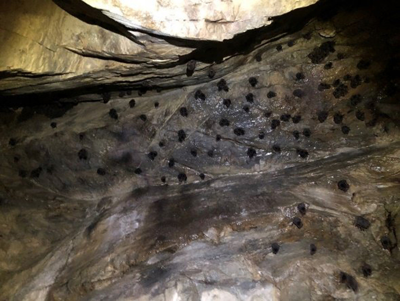 嘉義塔山、鹿林山記錄20種蝙蝠  生態豐富 | 華視新聞