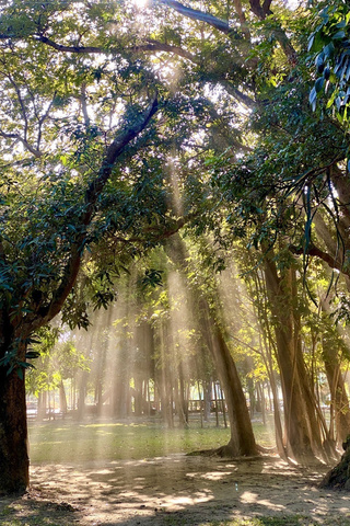 台南水道博物館  林間陽光灑地美景照引讚賞