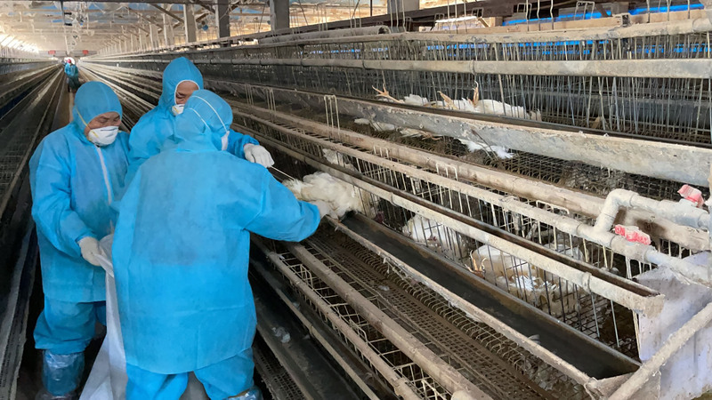 彰縣4禽場染禽流感 撲殺4.2萬隻雞鴨 | 華視新聞