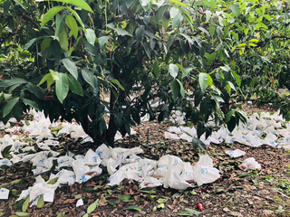 高雄蓮霧寒害落果嚴重 將提報中央爭取現金救助