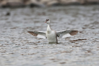 台灣罕見冬候鳥「冠鷿鷈」 現身高雄蓮池潭