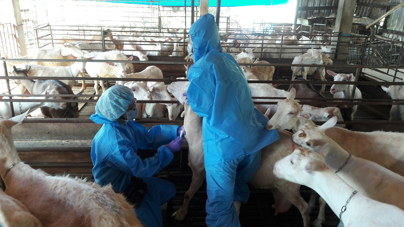 配合羊痘拔針政策 高市加強訪視養羊場 | 華視新聞