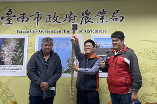 台南加強移除綠鬣蜥  增老鷹棲架試行生物防治