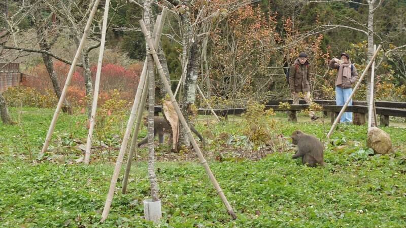 阿里山人猴衝突增加 林管處要建立共存模式 | 華視新聞