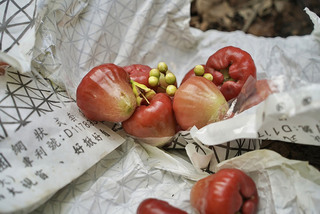 屏東蓮霧寒害致落果  農委會現金救助每公頃10萬元