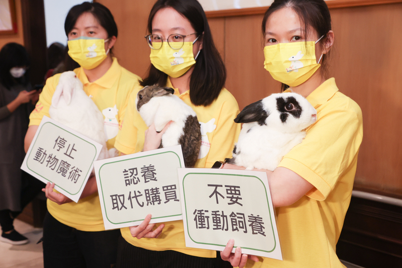 拒動物展演、活體贈品 跨黨派立委替兔子福利請命 | 華視新聞