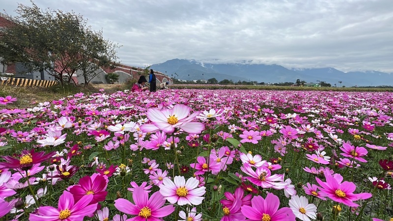 花東縱谷花海美景 田園風光好療癒 | 華視新聞